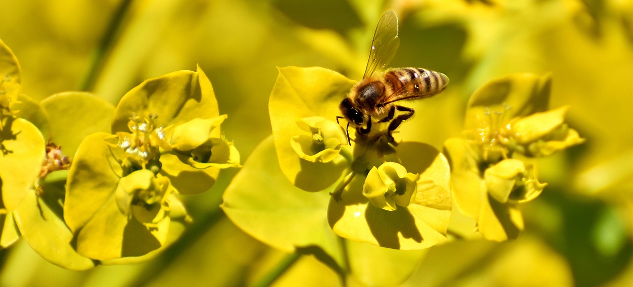 世界上特别勤劳的动物前三名：顶尖名是蜜蜂，2025最新排名前十名榜单出炉