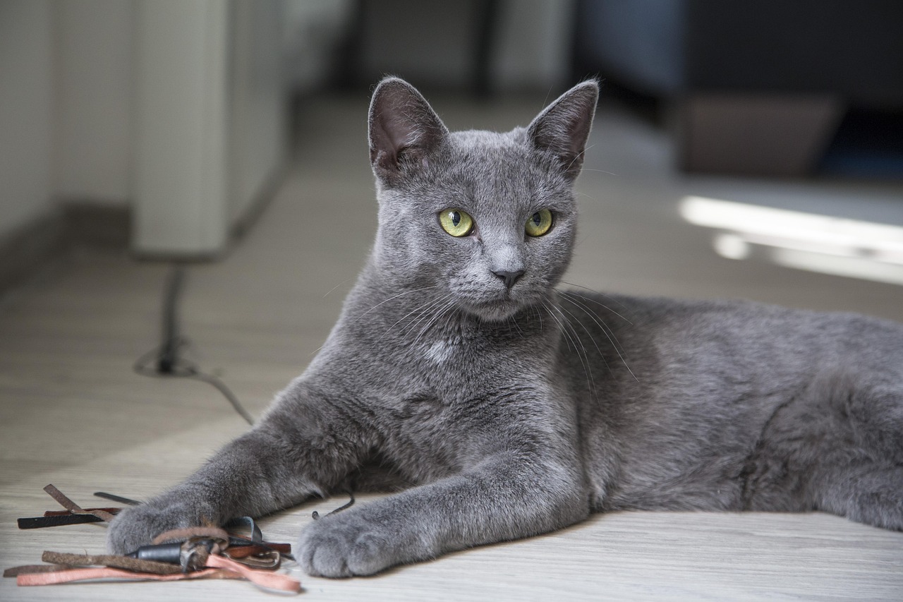 世界上特别聪明的猫咪十大排名2025年排名前十名榜单出炉