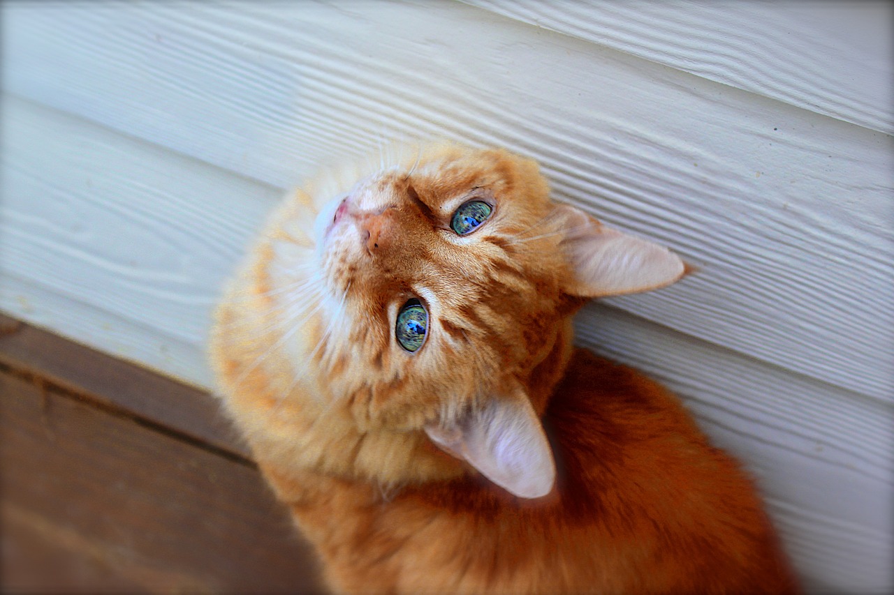 世界上特别聪明的猫咪十大排名2025年排名前十名榜单出炉