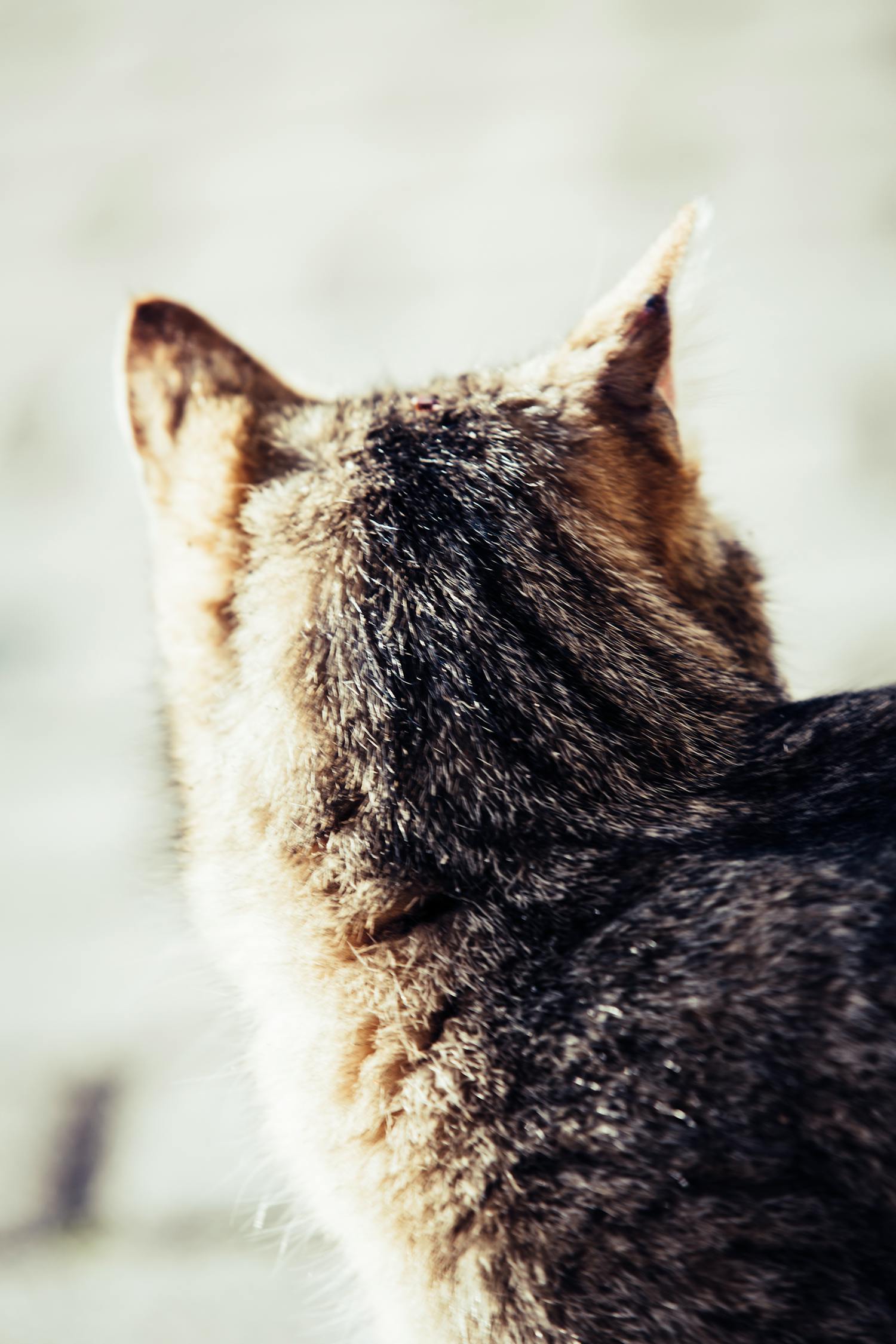 世界上特别聪明的猫咪十大排名2025年排名前十名榜单出炉