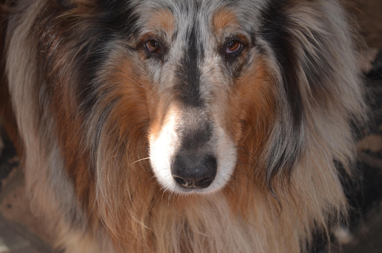 世界十大最厉害的牧羊犬2025年排行榜前十名榜单出炉