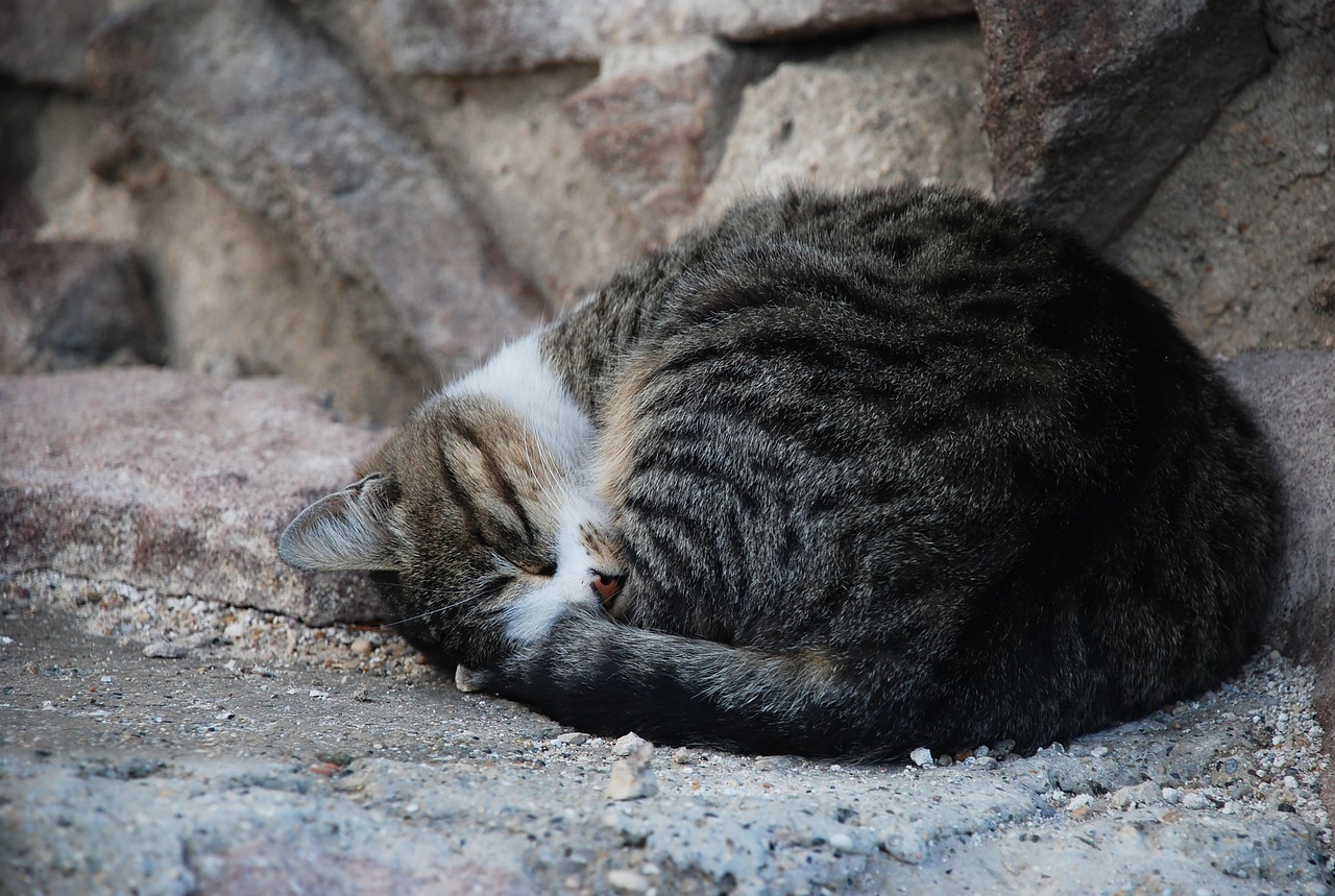 世界十大最丑的宠物猫2025年排行榜前十名榜单出炉